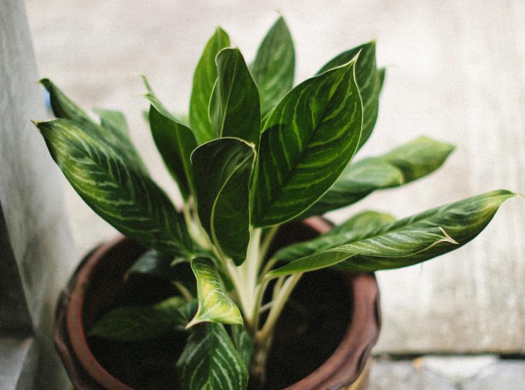 Una pianta di Dieffenbachia - fonte Pexels - valsesiachannel.it